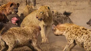 Unbelievable! Terrible Power Of The Lion Defeat The Hyenas Family || Wild Animal Attack