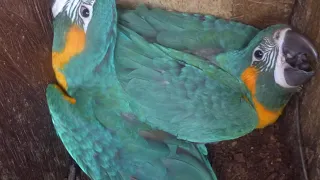 Laney Rickman Blue-throated Macaw Nestbox Program 2019-2020