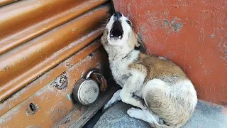 mysterious puppy crying on the street #dog #animals #puppy