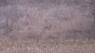 Big Male Coyote comes to investigate! Ruger American Gen 2 puts em to sleep!