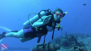 Oahu Scuba Diving | Sea Tiger Wreck | vlog 425