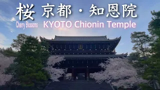 桜/さくら　祇園･知恩院･円山公園