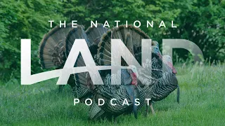 What Can You Do To Help Turkeys?