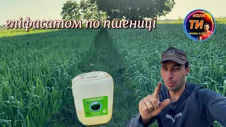 Їду кропити раундапом елітну пшеницю❌Демо-поле‼️підживлюю овес🌾