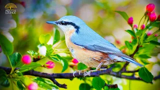 Entspannungsmusik & Vogelgesang - FRÜHLING IM HERZ 🌸 Vogel, Naturgeräusche und Gitarre