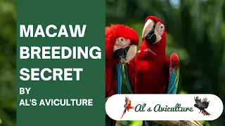 Macaw Breeding Secret by AL'S AVICULTURE | Be an Expert of Macaw Breeding by our secret tips & trick