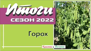 Сахарный горошек. Любимые сорта. Сезон 2022.