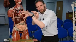 Aorta (anatomy)