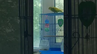 волнистый попугай играет