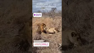 The Mapoza male mating with one of the Black dam females. The 2 Xikukutsu are still on Sandringham