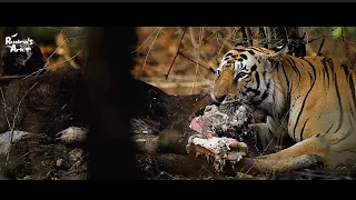 Tiger Natraj killed a Bison (Indian Gaur) at Zari Peth & Keslaghat Gate Kolsa Zone Tadoba.
