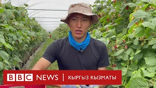 "Сапар": Англис фермаларында иштеген кыргыздар -  BBC Kyrgyz