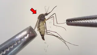 Strange Organs Inside Mosquito ! - Mosquito Dissection