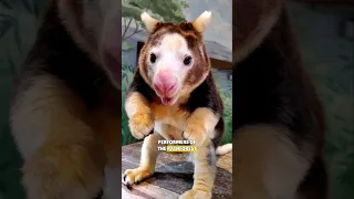 Tree Kangaroos #wildlife  #nature #Animals