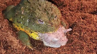 Giant African Bullfrog Eats A Fat Hamster - Warning Live Feeding