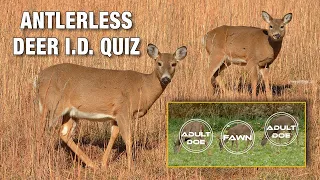 How to Identify Antlerless Deer in the Field, Plus 18-Deer Quiz