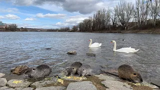 Самый большой остров в Праге