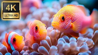 Beautiful Coral Reef Fish With Relaxing Sleep Meditation Music - Aquarium 4K VIDEO (ULTRA HD)