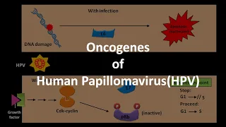 Oncogenes of HPV