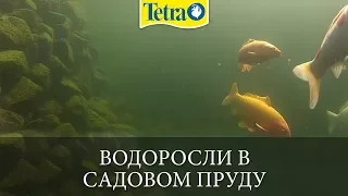 Водоросли в садовом пруду - борьба и профилактика роста водорослей с продуктами Tetra