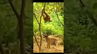 tiger and monkey funny moments #shorts#youtubeshorts