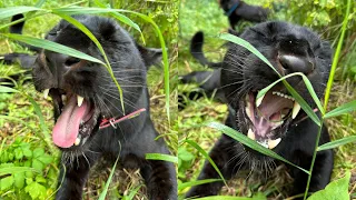 Panther Luna inspects the construction of the fence(ENG SUB)