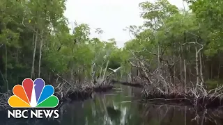 How Florida's Mangroves Help Fight Climate Change, Extreme Weather