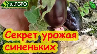 БАКЛАЖАНЫ растут что дурные! Большие и вкусные у кого угодно! Главное - это...