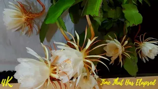 Brahma Kamal Blooming | Queen of the night | Epiphyllum oxypetalum | Flowers Blooming |Blooming 2021