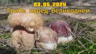 03.05.2024.Гриби перед Великоднем Боровики як писанки boletus edulis #гриби #boletus #грибы #grzyby