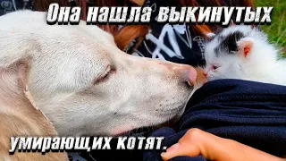 Жуть, котята выкинуты за город в пакете, один уже погиб. Случайно нашла при выгуле собаки.