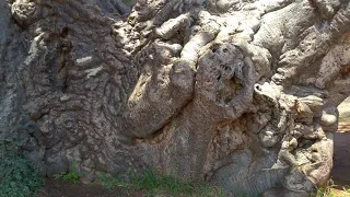 The Big Tree (Baobab)