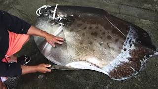 Amazing Giant Sunfish , Moonfish Cutting and Cooking