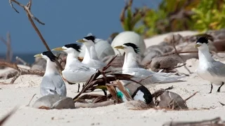 British Indian Ocean Territory – seabirds