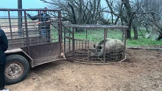 BIG BOAR GONE!!!