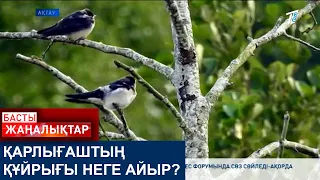 ҚАРЛЫҒАШТЫҢ ҚҰЙРЫҒЫ НЕГЕ АЙЫР?