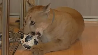 Ein Puma als Haustier