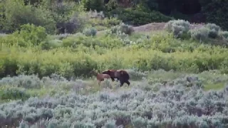 Grizzly Bear Kills Elk Calf in Grand Teton National Park / Yellowstone Ecosystem - July 2nd, 2019