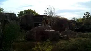 Sedgwick Country Zoo Lion