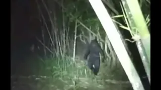 the Indonesian Bigfoot video