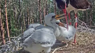 Must-toonekurg~Karl brings fish for his storklets~10:52 AM  2021/06/20