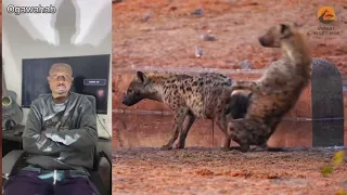 Video of hyena passing out while trying to meet with partner