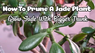 How To Prune And Propagate A Jade Plant! | Get Thicker Trunk