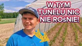 Moje Warzywa w Ogrodzie: Sukcesy i Niespodziewana Katastrofa! @TuneloveLOVE