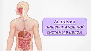 Анатомия пищеварительной системы в целом. Полость рта, желудок, кишечник, печень, брюшина...