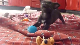 Dogs playing with squeaky toys, balls and puppies