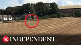 'Big cat' filmed walking through field in Norwich, documentary team claims