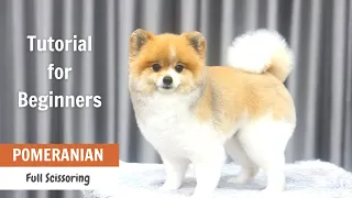 Pomeranian Grooming Tutorial for Beginners | ASIAN CUTE DOGS