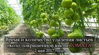 "ПОКРАШЕННАЯ" кисть томата. Когда и сколько убрать листьев возле кисти.