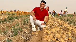 حصاد البطاطس potatoes harvesting